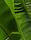 banana leaf