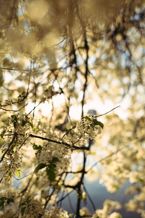 ağaç, bahar, çiçekler içeren Ücretsiz stok fotoğraf