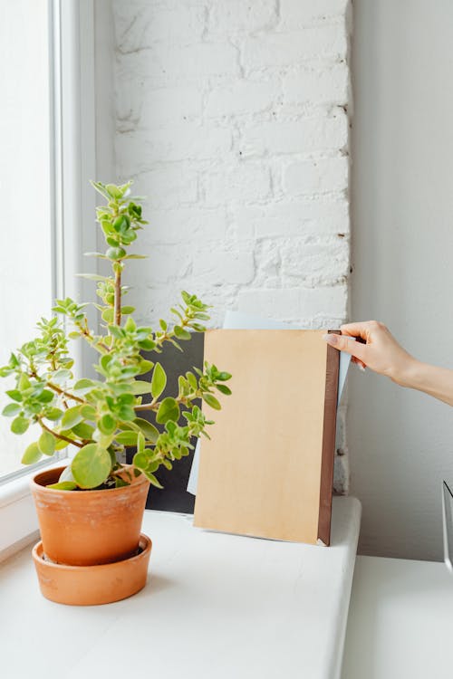 A Potted Succulent Plant over the Window Sill