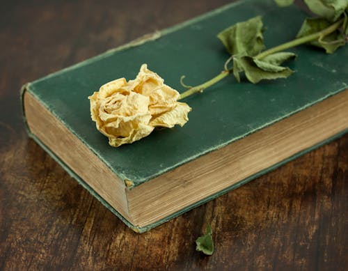 Free stock photo of dry flower, green, old book