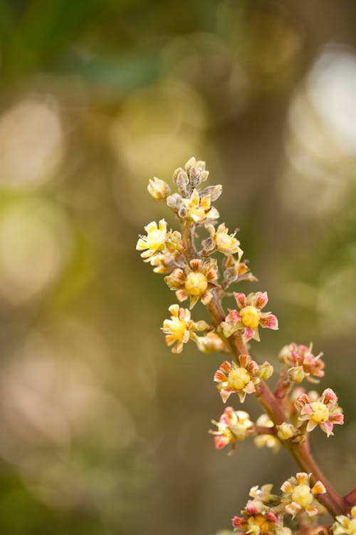 免費 黃色和粉紅色的花朵淺焦點攝影 圖庫相片