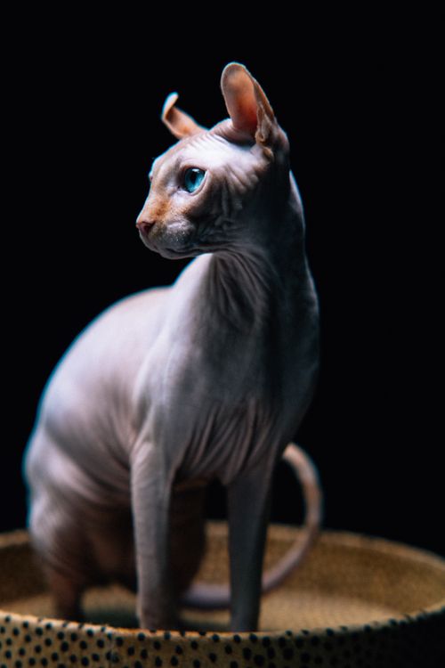 Free Close-up of a Sphynx cat with striking blue eyes on a dark background. Stock Photo