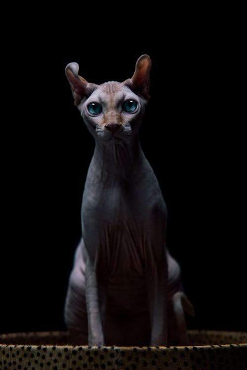 A Blue-Eyed Sphynx Cat