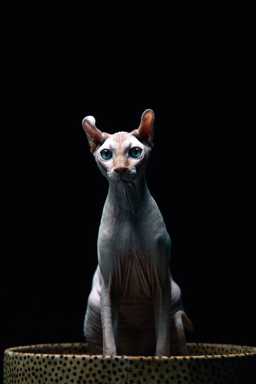 A Blue-Eyed Sphynx Cat