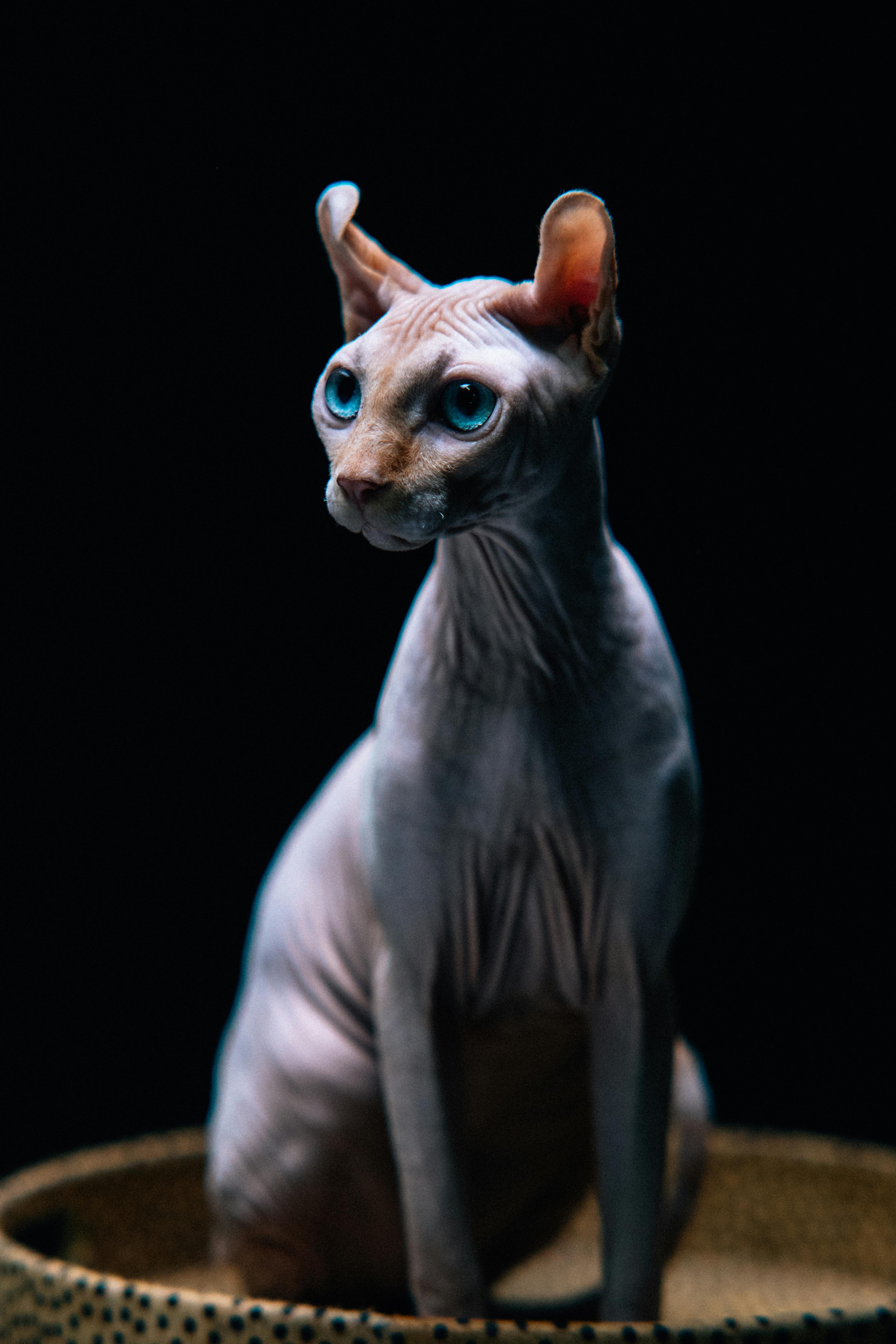 blue sphynx cat