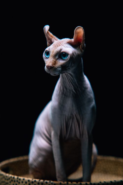Free Striking image of a sphynx cat with vivid blue eyes, perfect for cat lovers. Stock Photo