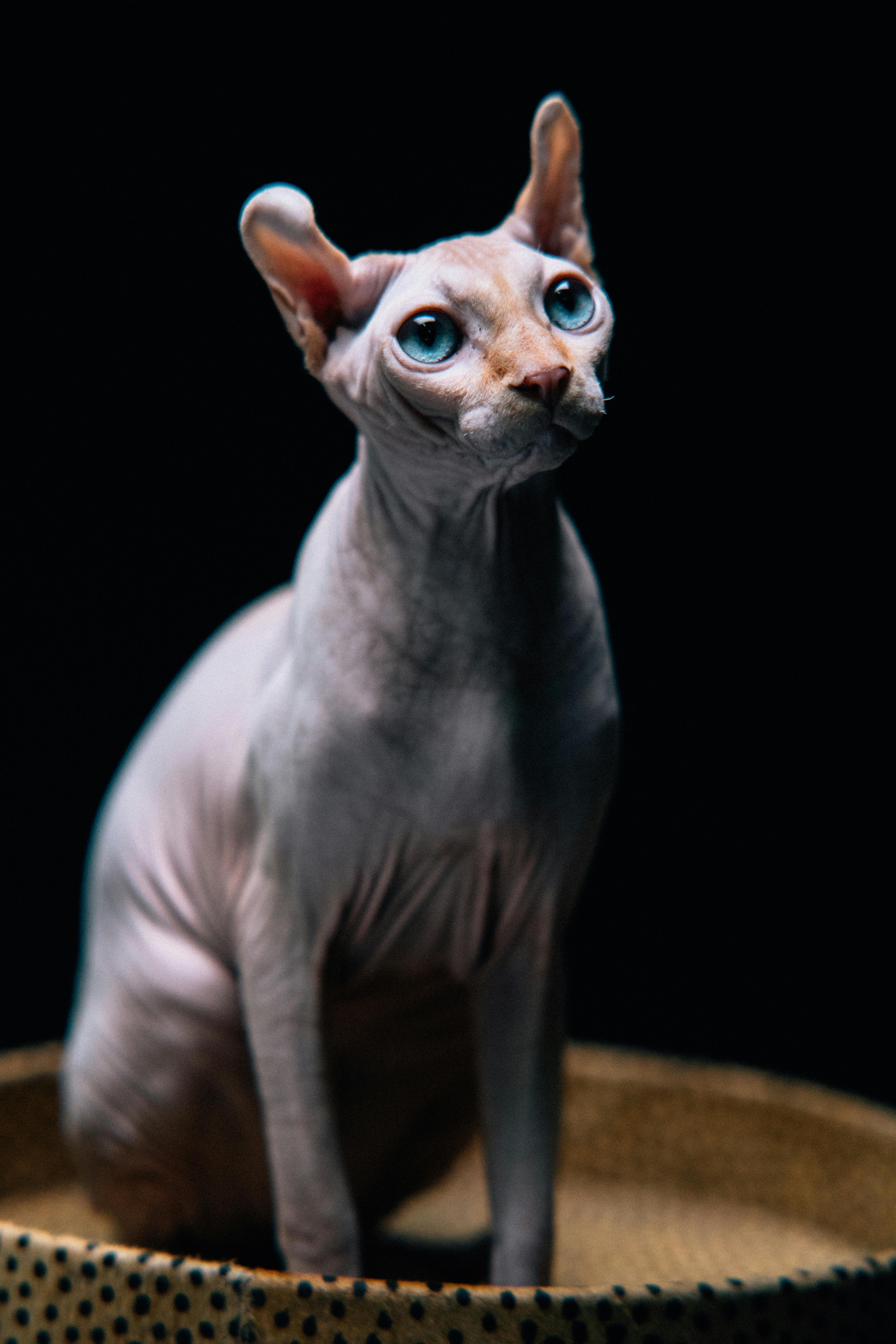 blue sphynx cat