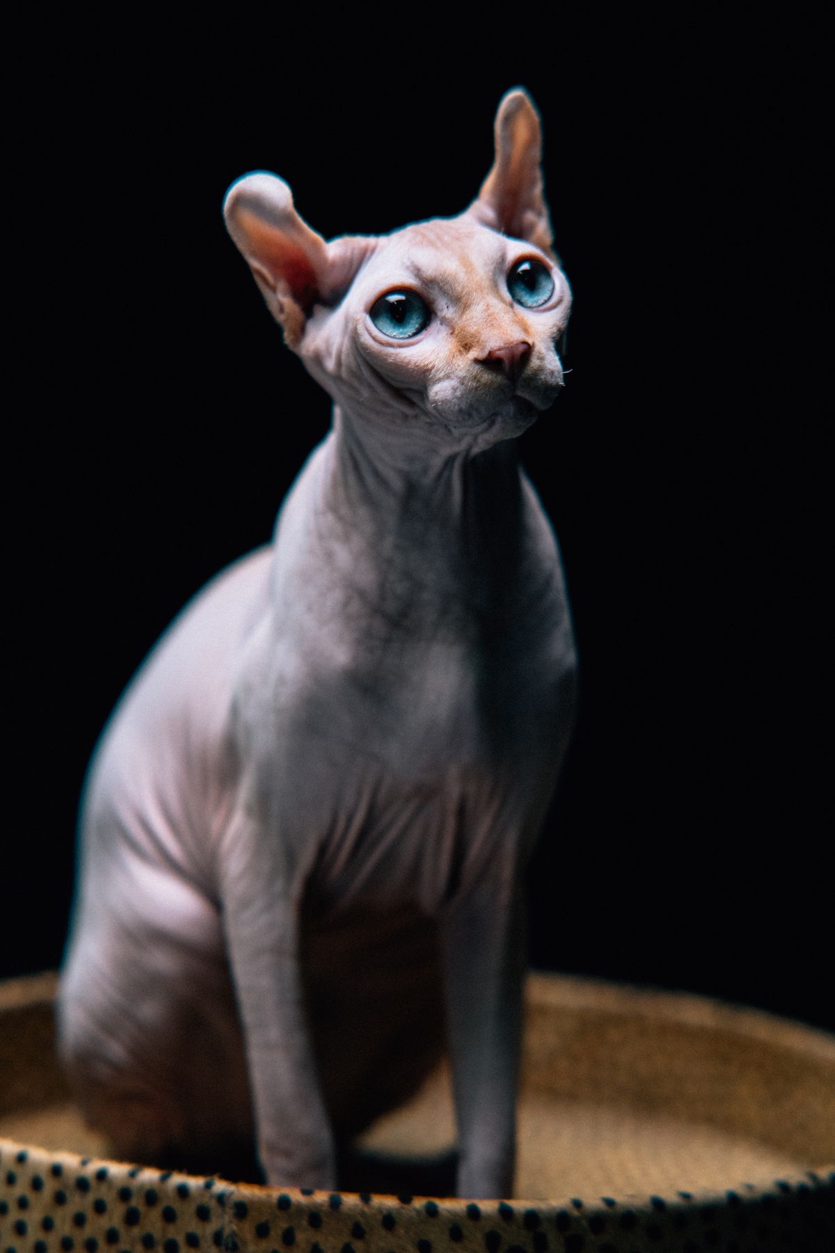 Close-up of a flat-faced cat indoors
