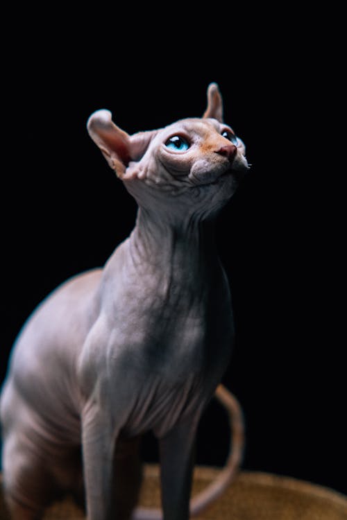 A Blue-Eyed Sphynx Cat