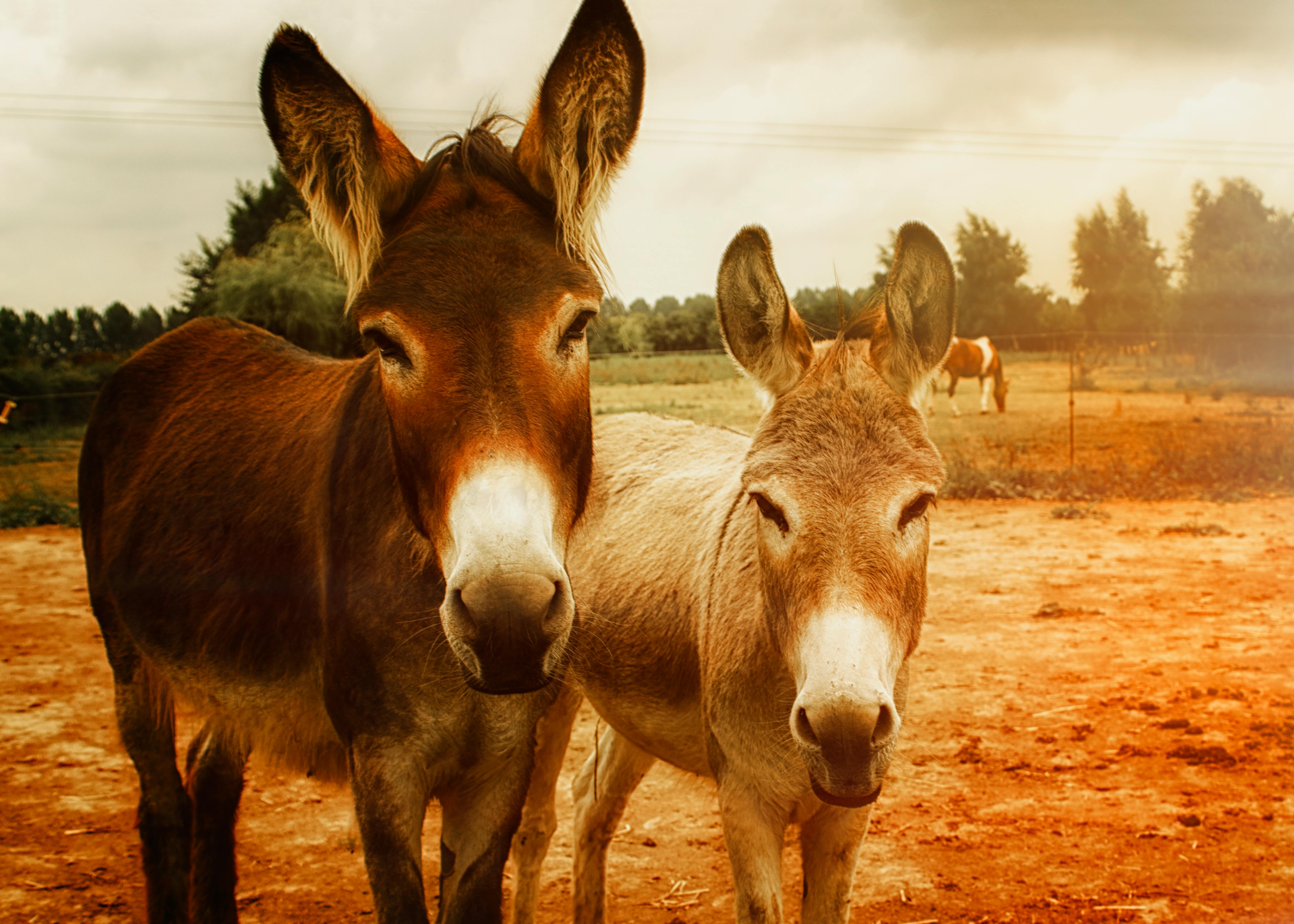 Wallpaper ID 279534  donkey animal fence and wire hd 4k wallpaper free  download