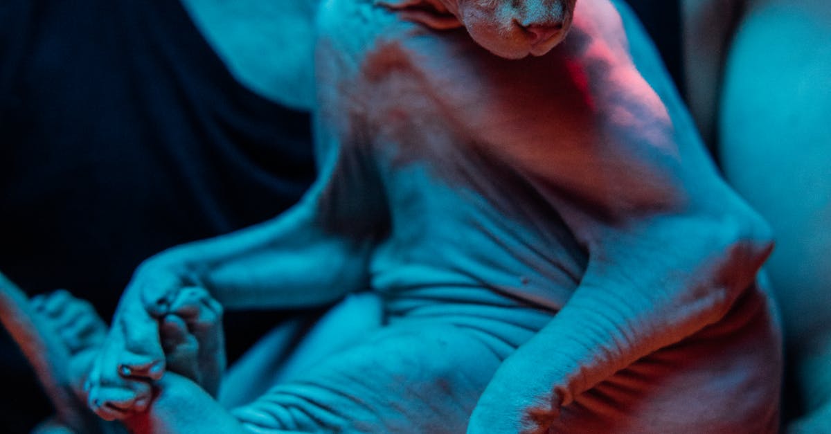 How much are hairless Sphinx cats