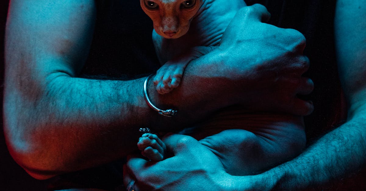 How much are Egyptian hairless cats