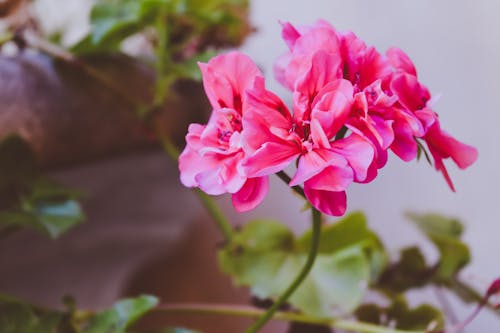 Free Pink Clustered Flower Stock Photo