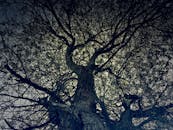 低角度镜头下，一棵大树的树枝与树干轮廓清晰可见