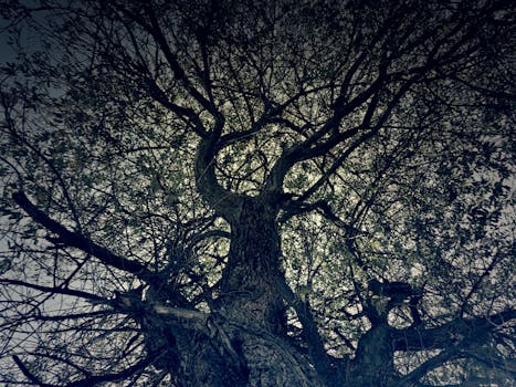 低角度镜头下，一棵大树的树枝与树干轮廓清晰可见