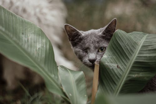 Free Gray Cat Sitting Under a Green Leaf Stock Photo