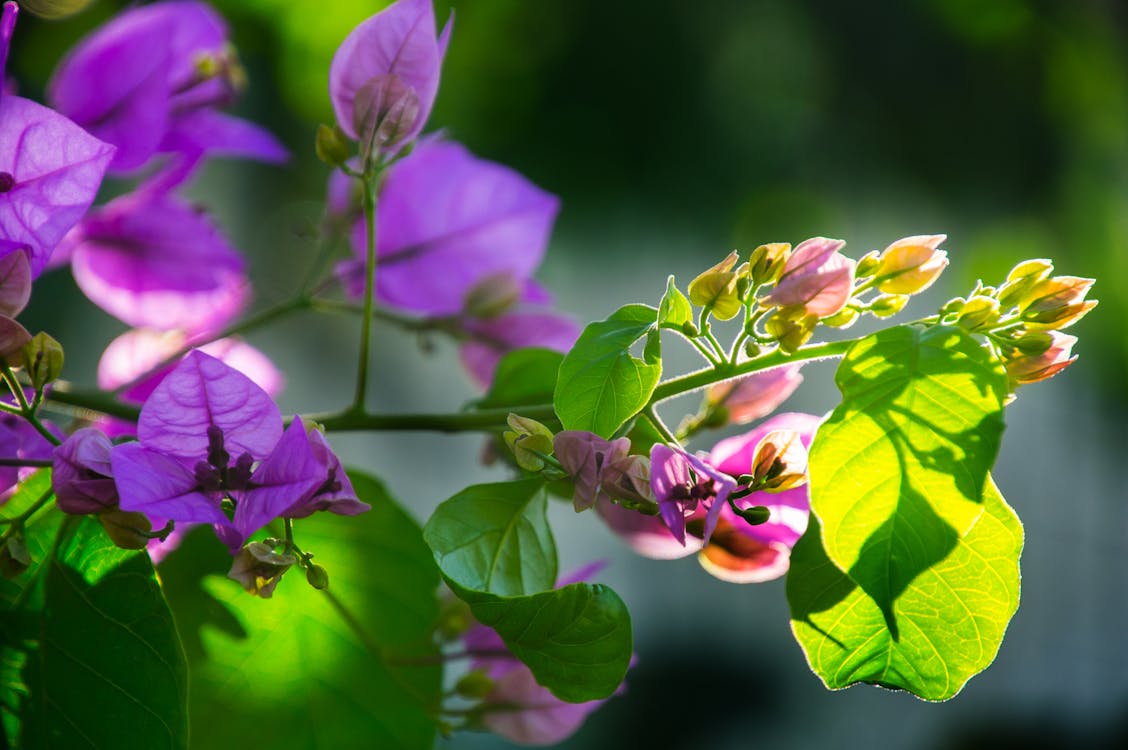 Free Selective Focus Photography of Purple Petaled Flowers Stock Photo