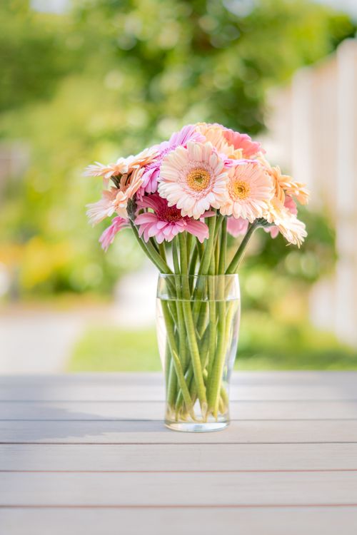 Free A beautiful arrangement of pink and peach gerbera daisies in a glass vase on a sunny day. Stock Photo