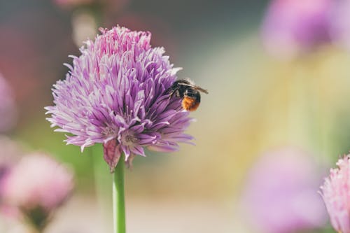 Free Selective Focus Photo of a Black and Yellow Bee on a Purple Flower Stock Photo