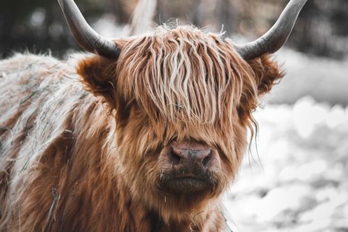 Free Close-up portrait of a Highland cattle with shaggy fur and prominent horns in Quebec. Stock Photo