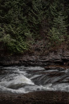 A calming forest stream flows through lush evergreens in Quebec, showcasing tranquil wilderness beauty.