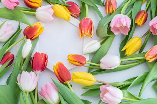 Colorful Tulips on White Surface