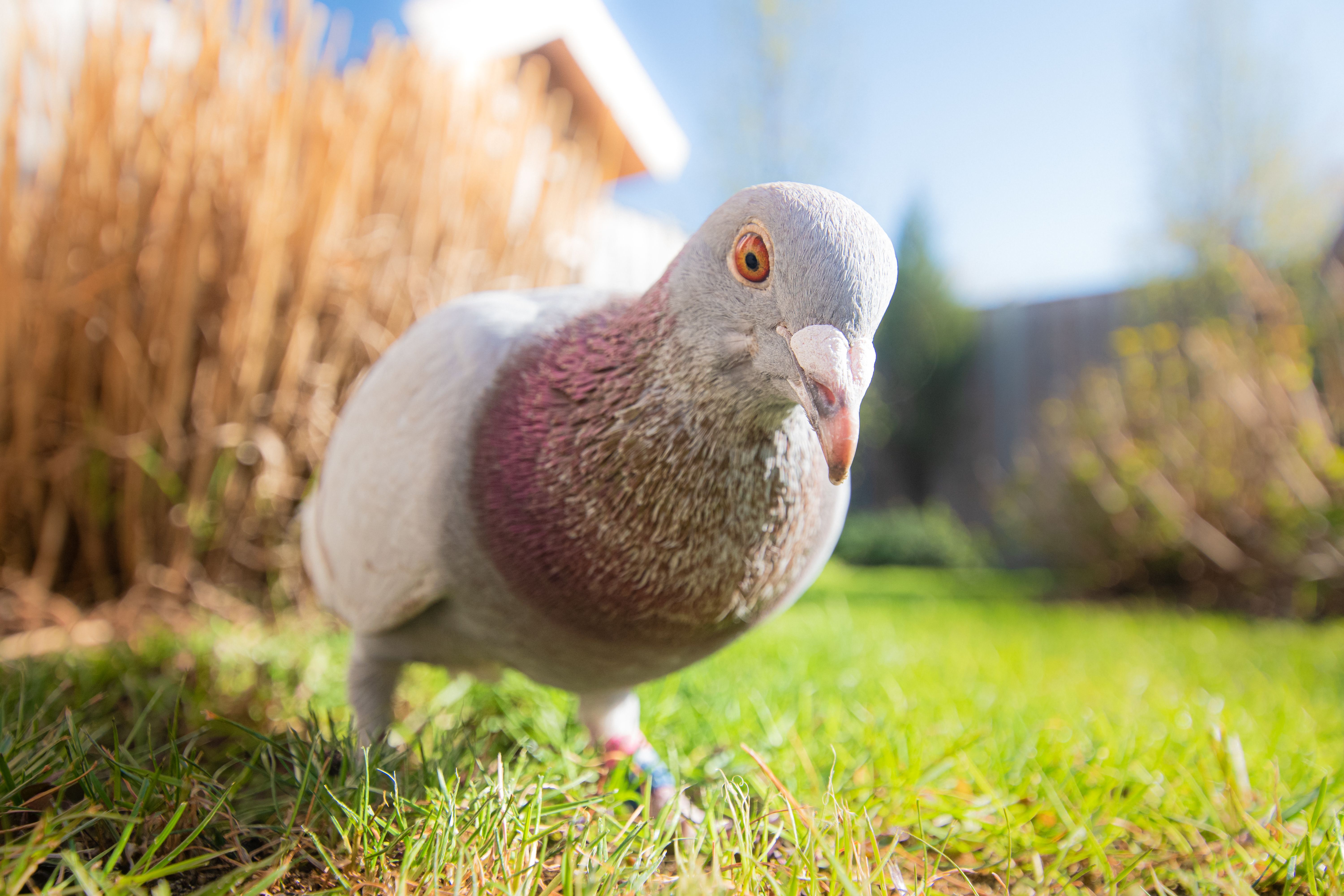 What is killing birds in my yard? - The Institute for Environmental ...