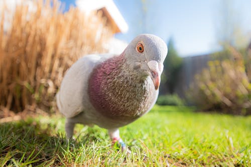 Free Close-Up Shot of a Pigeon on the Ground Stock Photo