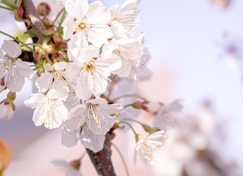 White Cherry Blossoms in Bloom