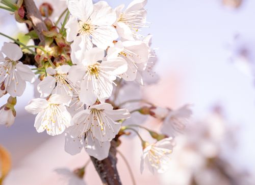 Free Delicate white cherry blossoms in full bloom during spring. Stock Photo