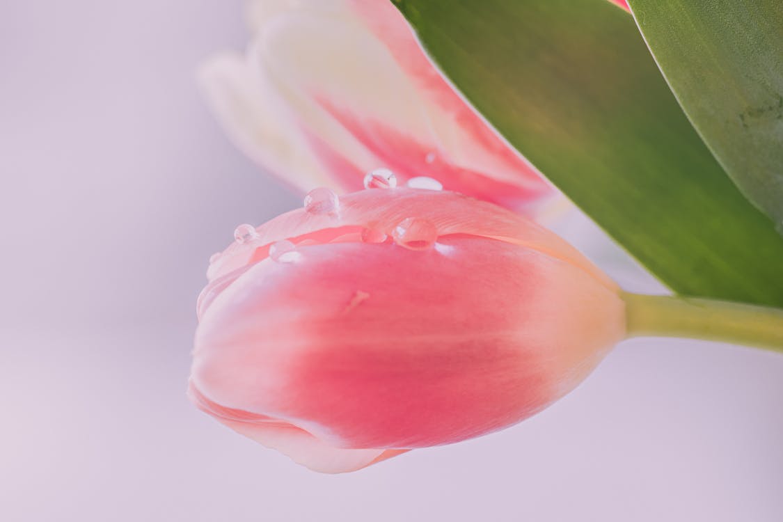 Free Macro Shot of a Beautiful Pink Tulip Stock Photo