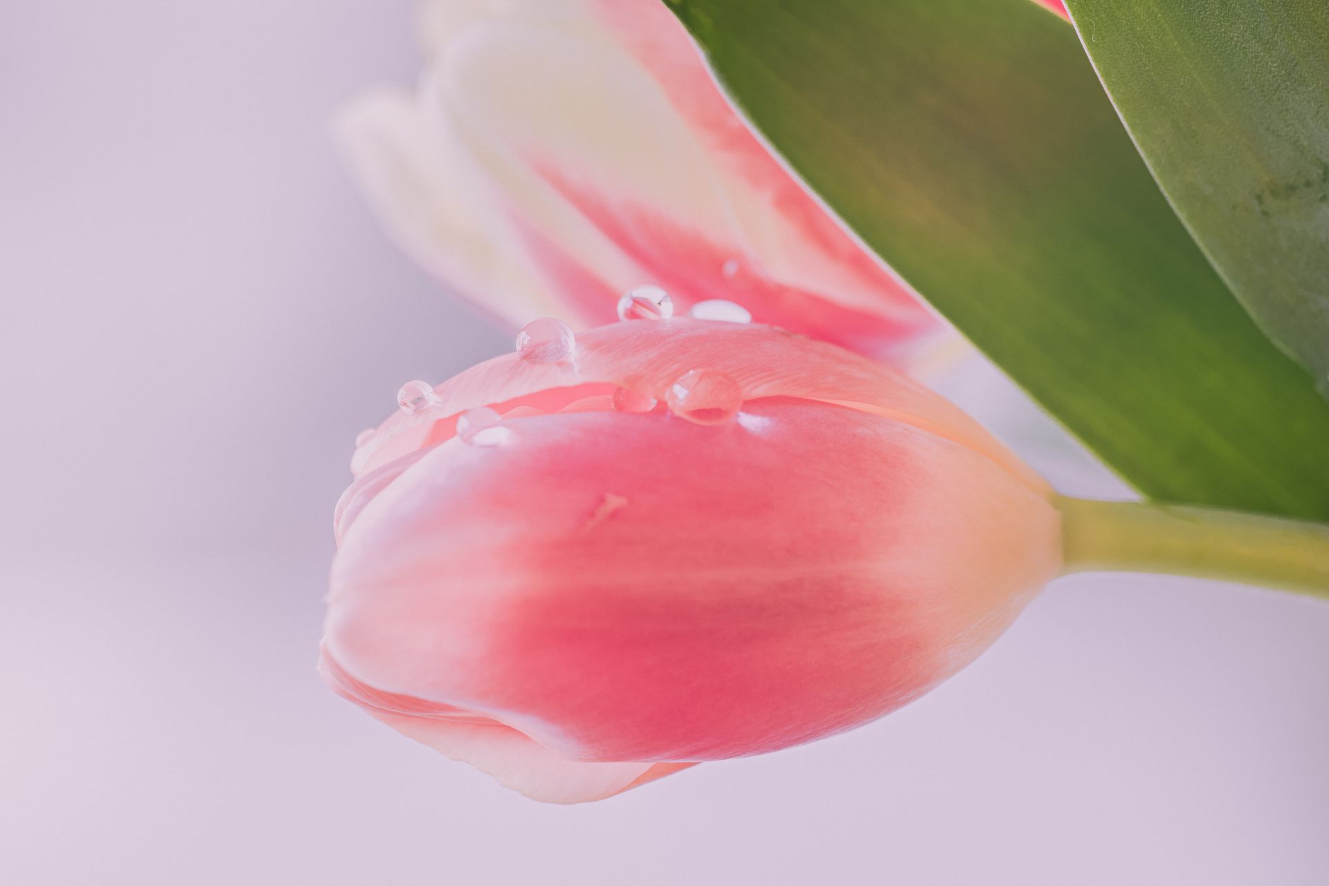A delicate pink tulip with water droplets, perfect for floral wallpaper.
