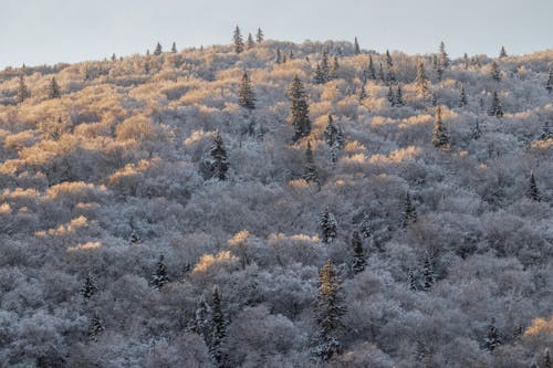 Fotos de stock gratuitas de al aire libre, árboles cubiertos de nieve, bosque