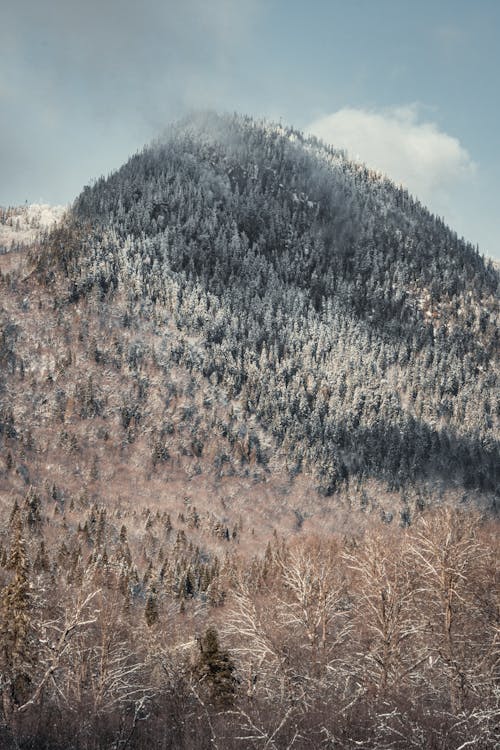 Free Snow-Covered Trees on a Mountain Stock Photo