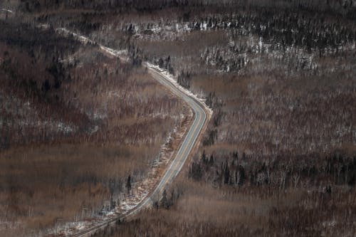 Бесплатное стоковое фото с деревья, дорога, лес