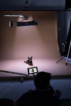 A professional studio setup capturing a dog during a photo session.