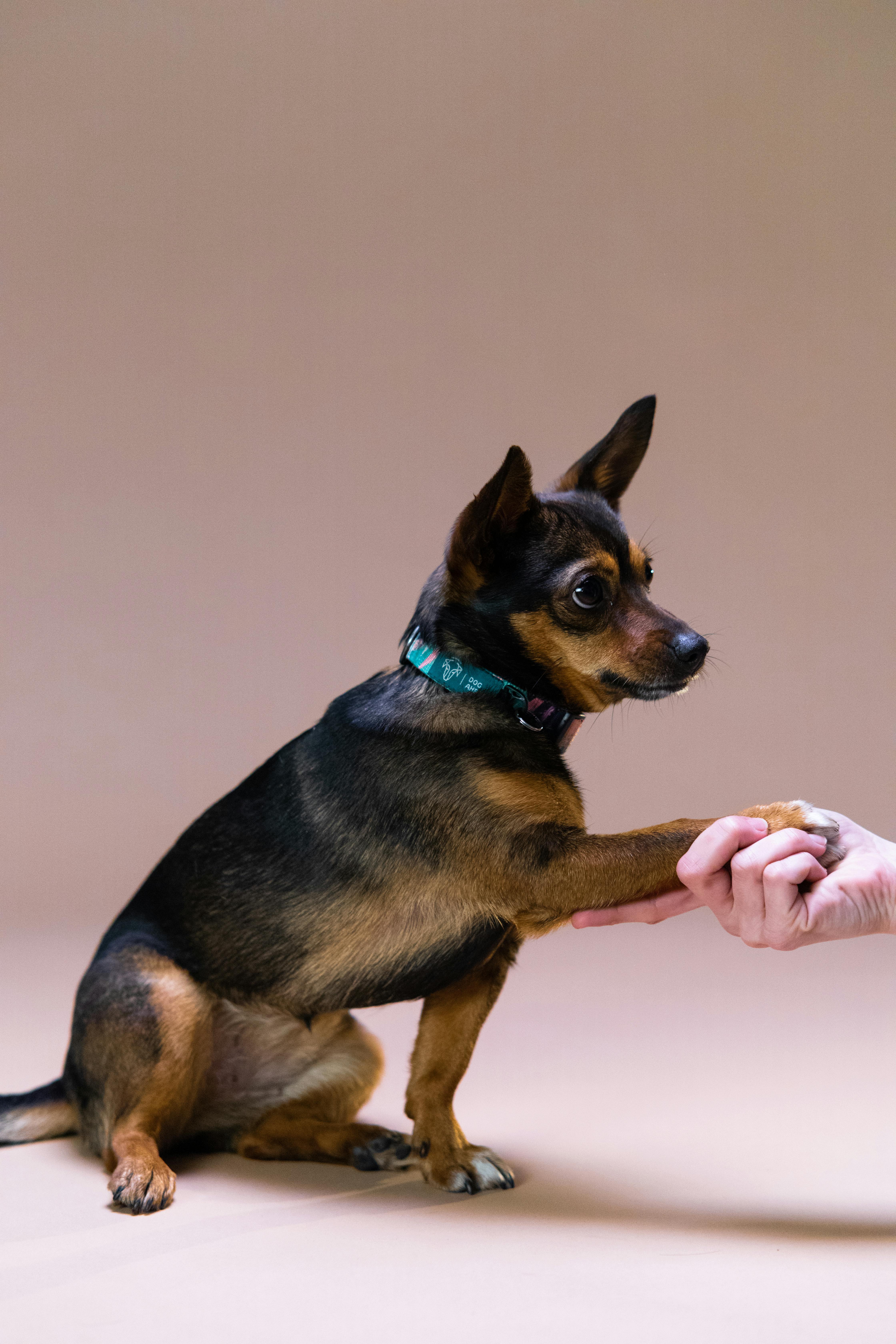 Training a Puppy to Sit and Stay