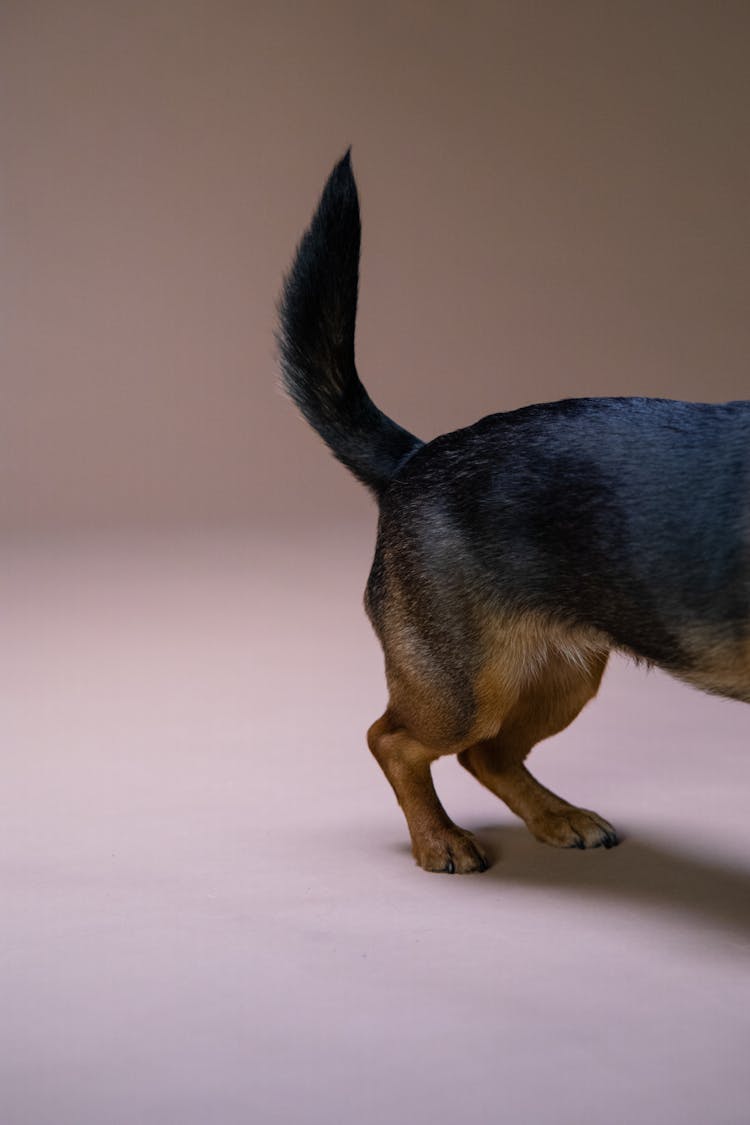 A Tail Of A Black And Tan Short Coated Dog