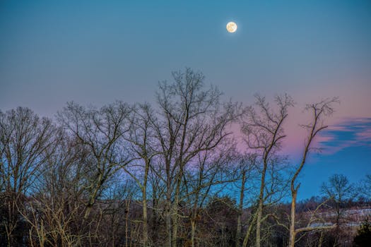 马里兰州大马士革的冬季森林在月光下景色迷人，光秃秃的树木映衬着色彩缤纷的暮光天空