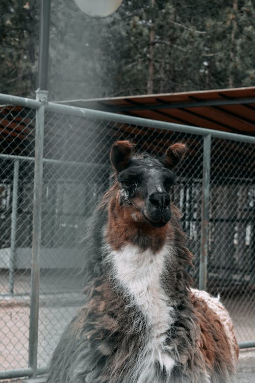 Free A Hairy Llama Inside the Cage Stock Photo