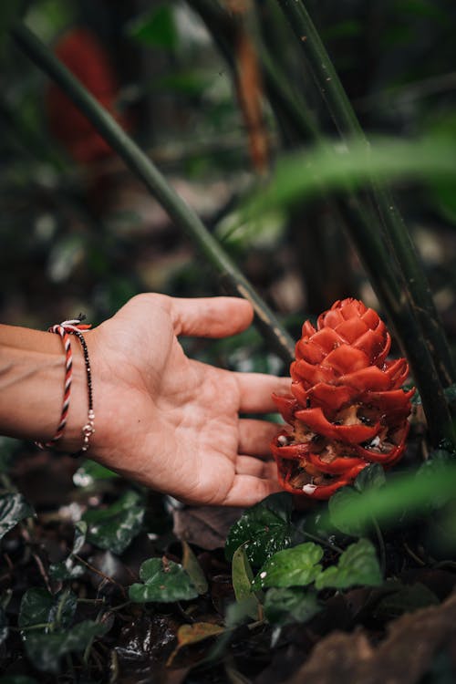 Close-Up Photo of Person Holding Red Flower
