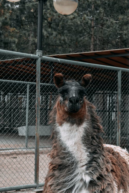 Free A Hairy Llama Inside the Cage Stock Photo