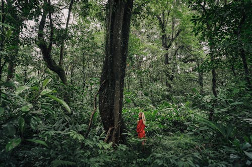 Fotobanka s bezplatnými fotkami na tému džungľa, exteriéry, les