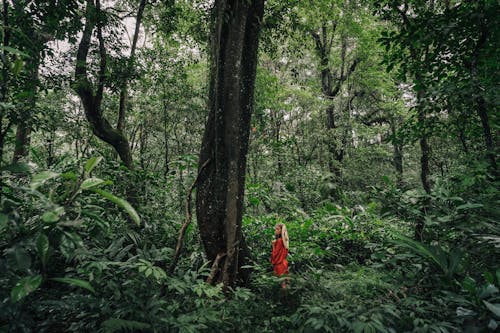 Lush Green Forest