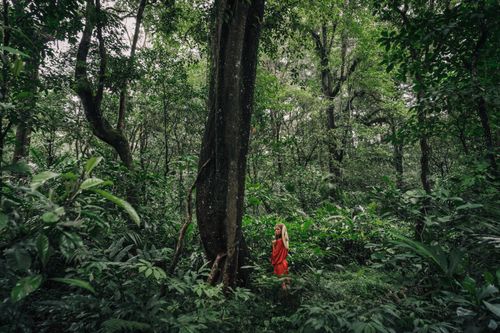 Free A woman in a red dress stands amidst a lush, green forest filled with tall trees and dense foliage. Stock Photo