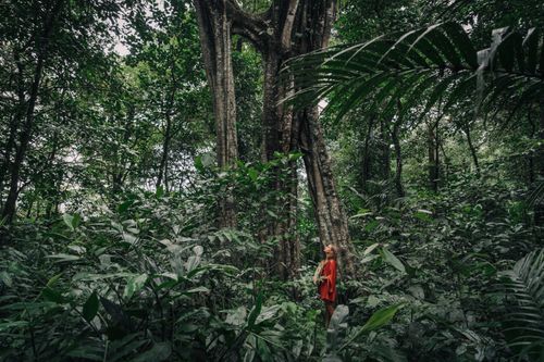 Free A woman in a red dress stands amidst dense tropical foliage in a serene forest setting. Stock Photo