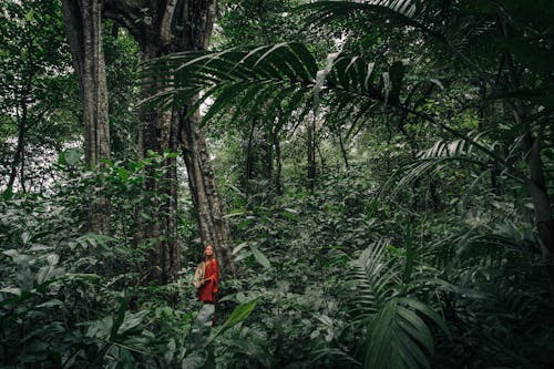 Základová fotografie zdarma na téma červené šaty, cestování, dešťový prales
