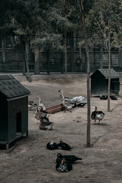 Geese Inside a Zoo Cage