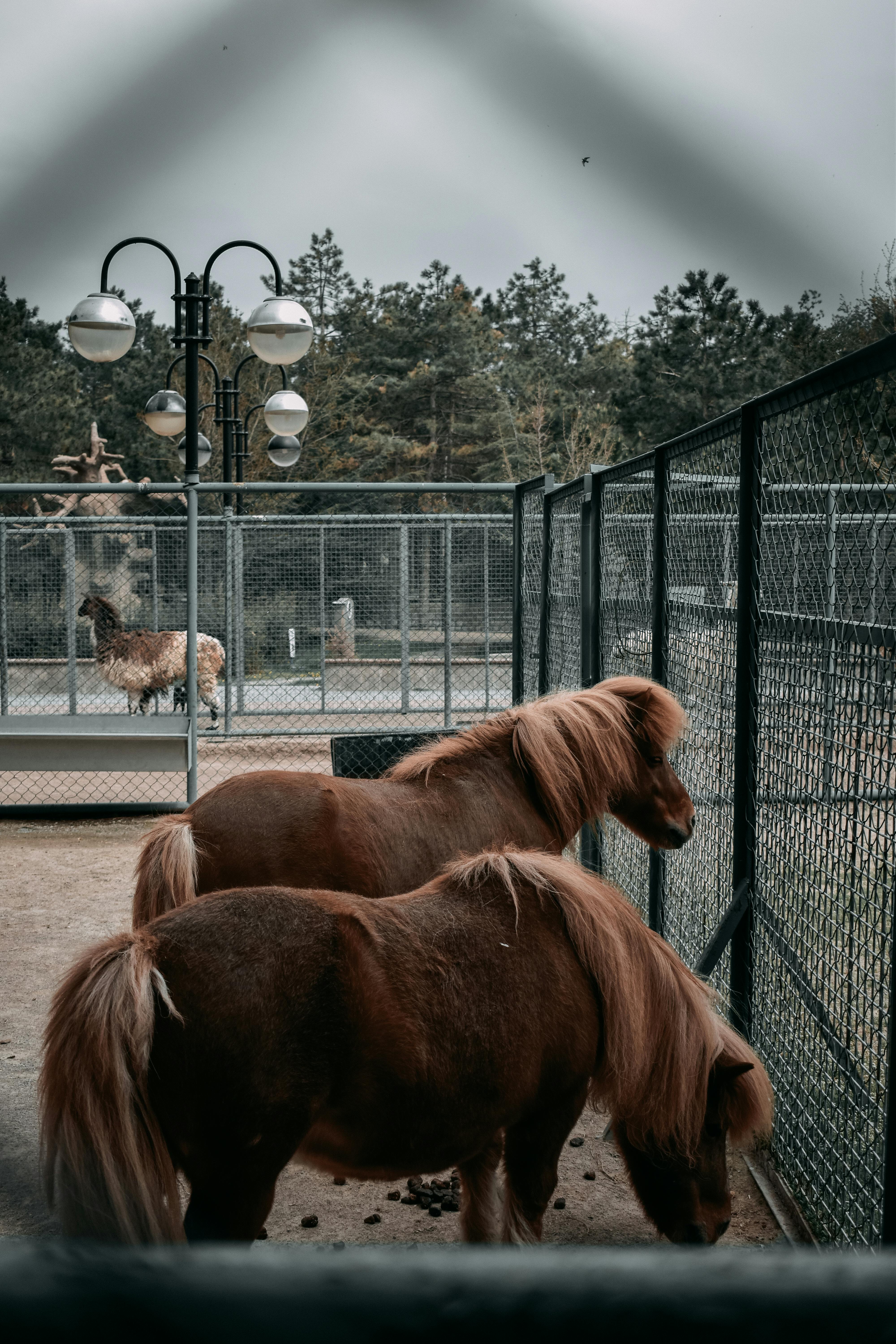 brown shetland ponies in the cage