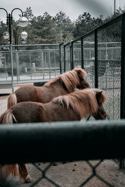 Free Two Brown Horses in a Cage Stock Photo